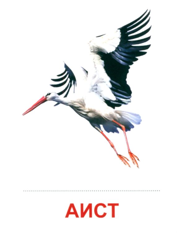 Комплект картинок "Супер. Птицы: перелетные, зимующие, домашние и декоративные" (количество томов: 8)