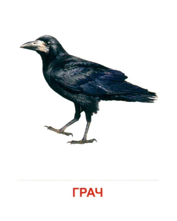 Комплект картинок "Супер. Птицы: перелетные, зимующие, домашние и декоративные" (количество томов: 8)