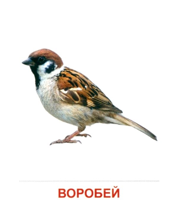 Комплект картинок "Супер. Птицы: перелетные, зимующие, домашние и декоративные" (количество томов: 8)