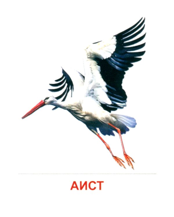 Комплект картинок "Супер. Птицы: перелетные, зимующие, домашние и декоративные" (количество томов: 8)