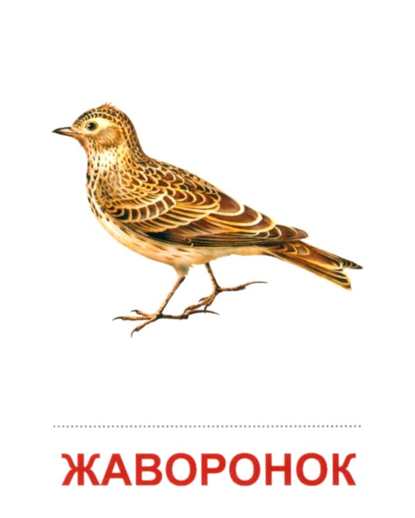 Комплект картинок "Супер. Птицы: перелетные, зимующие, домашние и декоративные" (количество томов: 8)