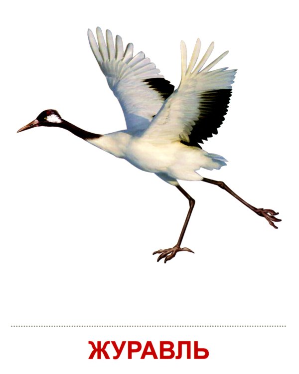 Комплект картинок "Супер. Птицы: перелетные, зимующие, домашние и декоративные" (количество томов: 8)