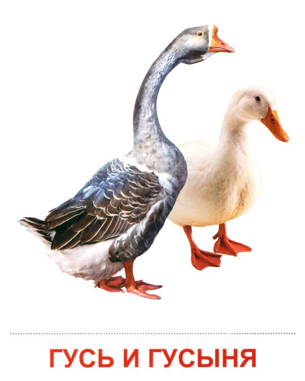 Комплект картинок "Супер. Птицы: перелетные, зимующие, домашние и декоративные" (количество томов: 8)