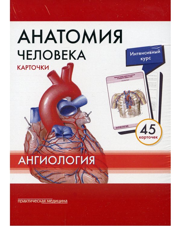 Анатомия человека: Карточки. (45шт). Ангиология