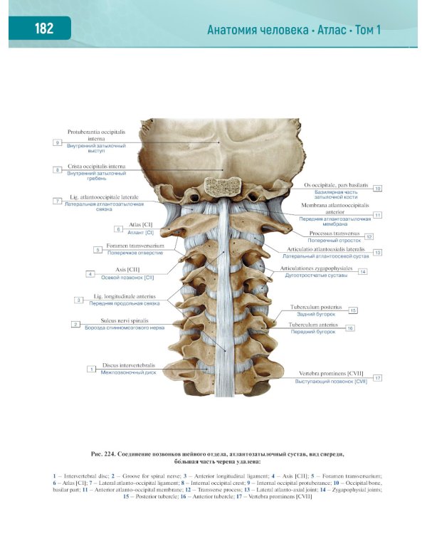 Анатомия человека.  Атлас. В 3 т. Т. 1: Опорно-двигательный аппарат. Остеология. Синдесмология. Миология: Учебное пособие