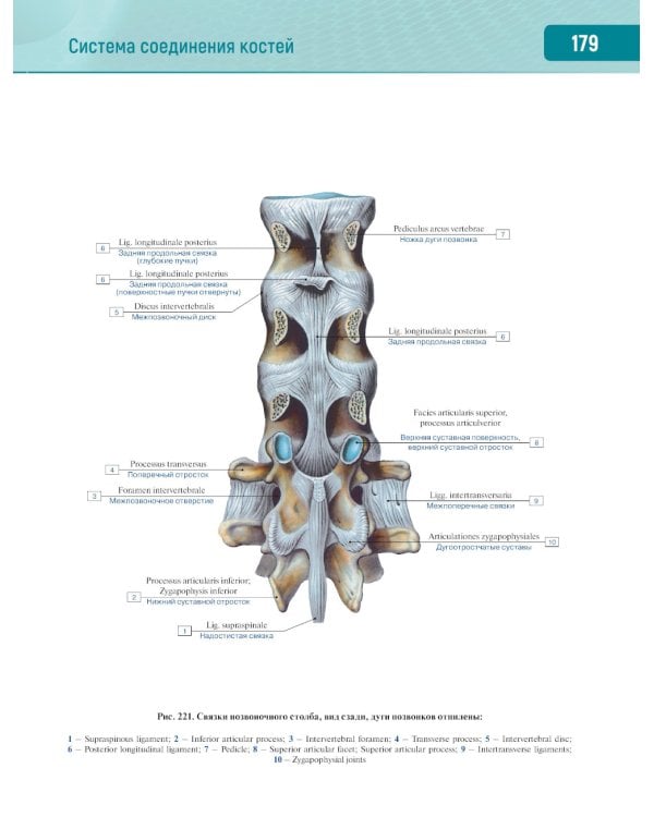 Анатомия человека.  Атлас. В 3 т. Т. 1: Опорно-двигательный аппарат. Остеология. Синдесмология. Миология: Учебное пособие
