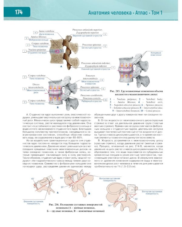 Анатомия человека.  Атлас. В 3 т. Т. 1: Опорно-двигательный аппарат. Остеология. Синдесмология. Миология: Учебное пособие