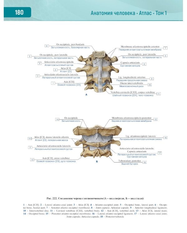 Анатомия человека.  Атлас. В 3 т. Т. 1: Опорно-двигательный аппарат. Остеология. Синдесмология. Миология: Учебное пособие
