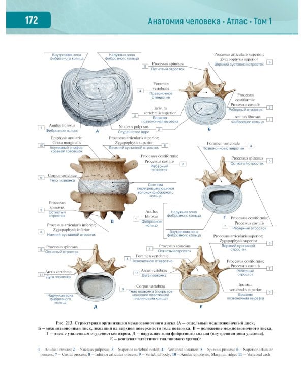 Анатомия человека.  Атлас. В 3 т. Т. 1: Опорно-двигательный аппарат. Остеология. Синдесмология. Миология: Учебное пособие