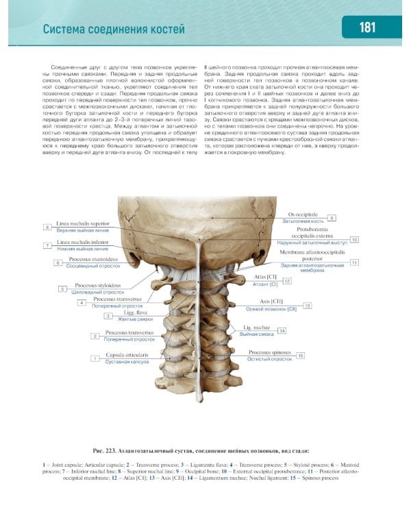 Анатомия человека.  Атлас. В 3 т. Т. 1: Опорно-двигательный аппарат. Остеология. Синдесмология. Миология: Учебное пособие