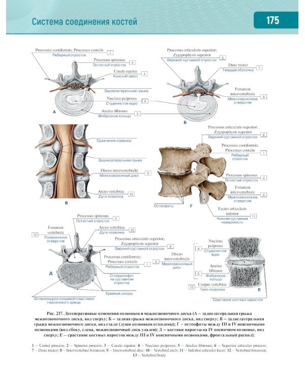 Анатомия человека.  Атлас. В 3 т. Т. 1: Опорно-двигательный аппарат. Остеология. Синдесмология. Миология: Учебное пособие