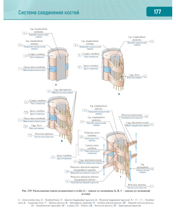 Анатомия человека.  Атлас. В 3 т. Т. 1: Опорно-двигательный аппарат. Остеология. Синдесмология. Миология: Учебное пособие