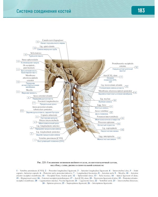 Анатомия человека.  Атлас. В 3 т. Т. 1: Опорно-двигательный аппарат. Остеология. Синдесмология. Миология: Учебное пособие