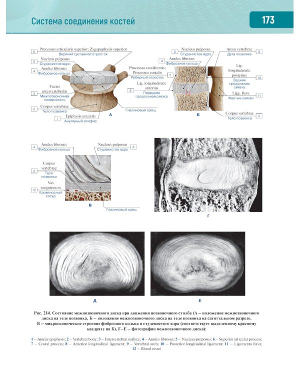Анатомия человека.  Атлас. В 3 т. Т. 1: Опорно-двигательный аппарат. Остеология. Синдесмология. Миология: Учебное пособие