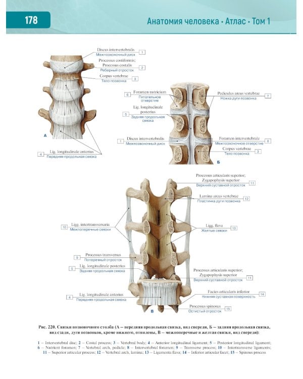 Анатомия человека.  Атлас. В 3 т. Т. 1: Опорно-двигательный аппарат. Остеология. Синдесмология. Миология: Учебное пособие