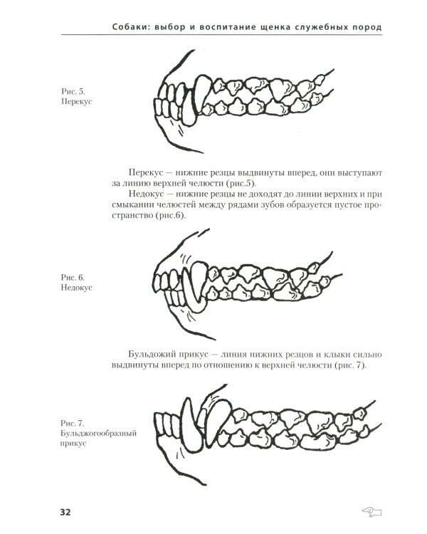 Собаки: выбор и воспитание щенка служебных пород