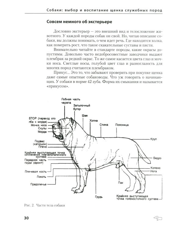 Собаки: выбор и воспитание щенка служебных пород