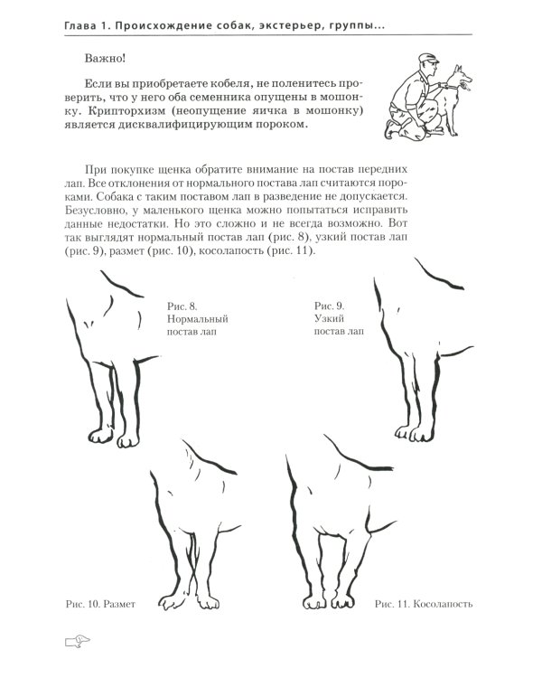 Собаки: выбор и воспитание щенка служебных пород