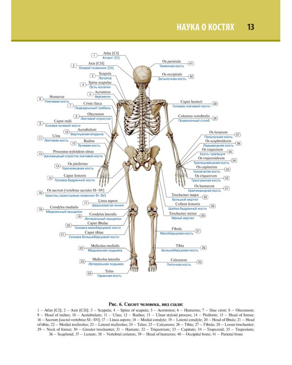Анатомия человека. Атлас. В 3 т. Т. 1. Остеология, артросиндесмология, миология