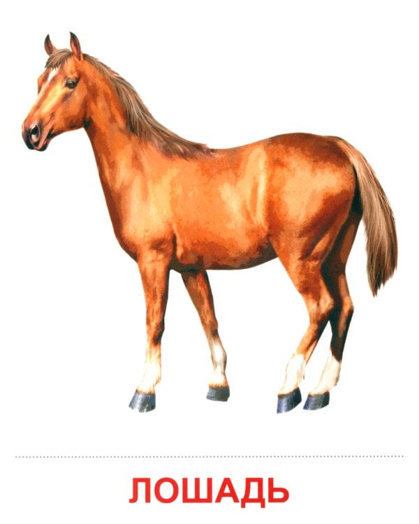 Комплект. Демонстрационные картинки "СУПЕР. Домашние и дикие животные" (количество томов: 6)