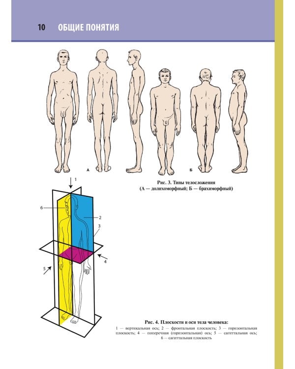 Анатомия человека. Атлас. В 3 т. Т. 1. Остеология, артросиндесмология, миология