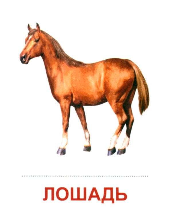 Комплект. Демонстрационные картинки "СУПЕР. Домашние и дикие животные" (количество томов: 6)