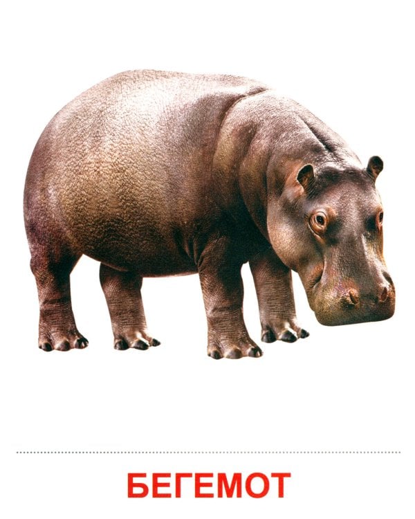 Комплект. Демонстрационные картинки "СУПЕР. Домашние и дикие животные" (количество томов: 6)