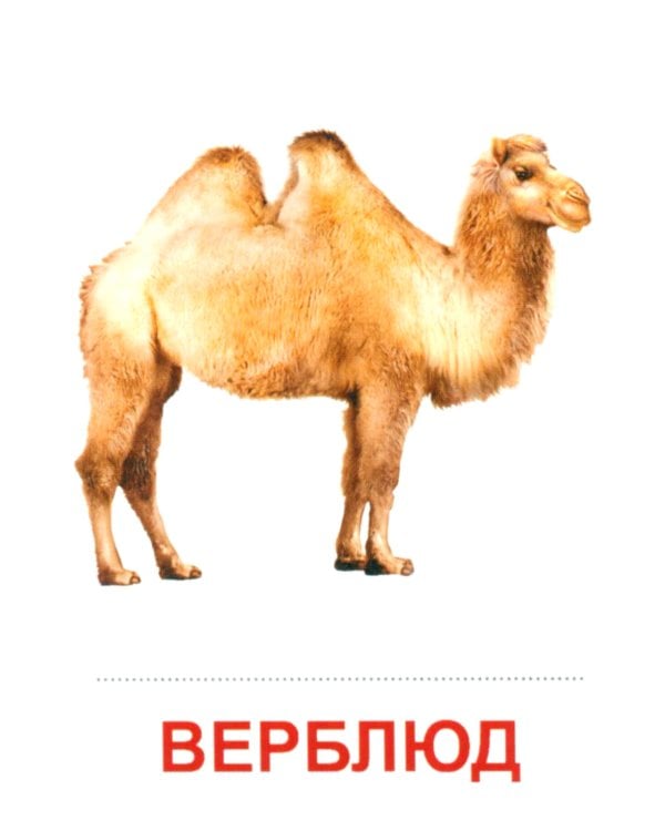 Комплект. Демонстрационные картинки "СУПЕР. Домашние и дикие животные" (количество томов: 6)