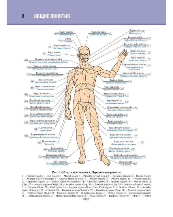 Анатомия человека. Атлас. В 3 т. Т. 1. Остеология, артросиндесмология, миология