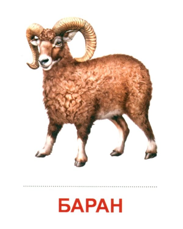 Комплект. Демонстрационные картинки "СУПЕР. Домашние и дикие животные" (количество томов: 6)