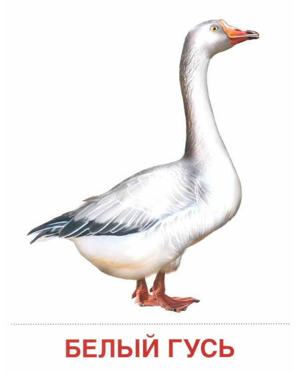 Комплект. Демонстрационные картинки "СУПЕР. Домашние и дикие животные" (количество томов: 6)