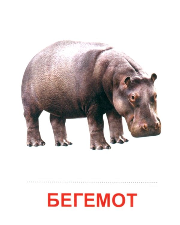 Комплект. Демонстрационные картинки "СУПЕР. Домашние и дикие животные" (количество томов: 6)