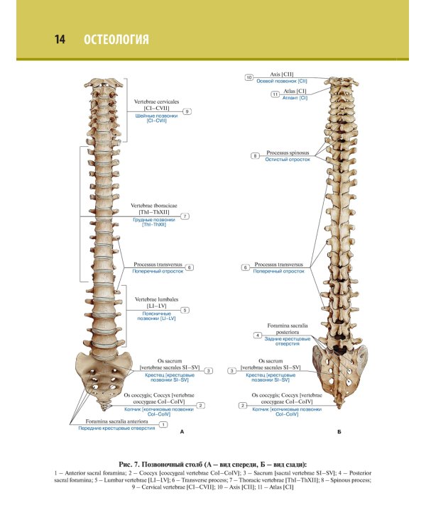 Анатомия человека. Атлас. В 3 т. Т. 1. Остеология, артросиндесмология, миология
