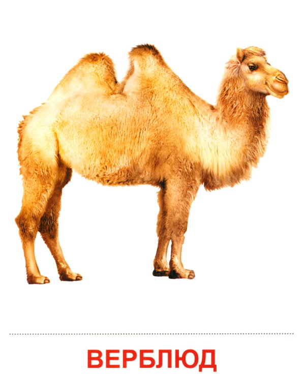 Комплект. Демонстрационные картинки "СУПЕР. Домашние и дикие животные" (количество томов: 6)