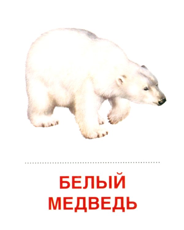 Комплект. Демонстрационные картинки "СУПЕР. Домашние и дикие животные" (количество томов: 6)