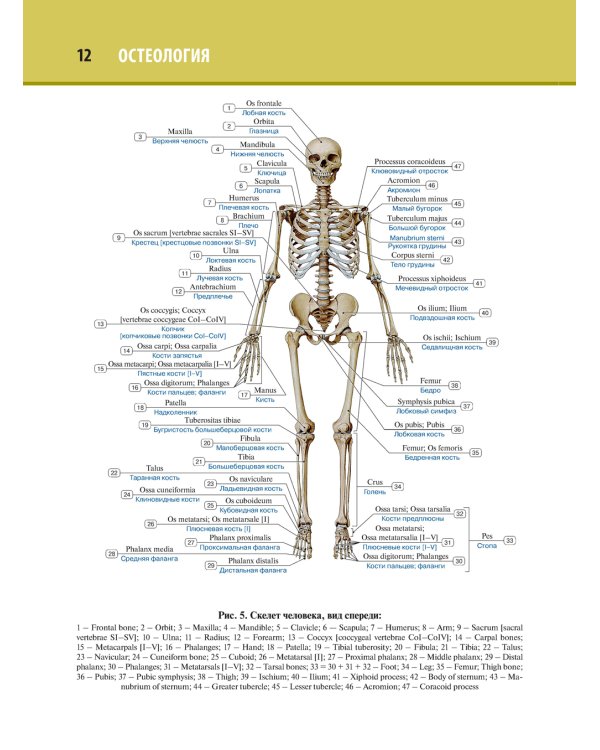 Анатомия человека. Атлас. В 3 т. Т. 1. Остеология, артросиндесмология, миология