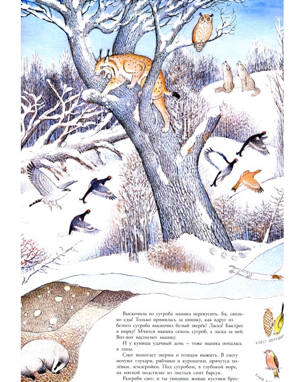 В лесу: энциклопедия в картинках