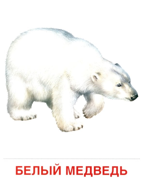 Комплект. Демонстрационные картинки "СУПЕР. Домашние и дикие животные" (количество томов: 6)