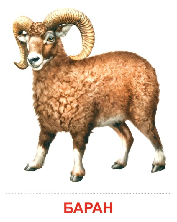 Комплект. Демонстрационные картинки "СУПЕР. Домашние и дикие животные" (количество томов: 6)