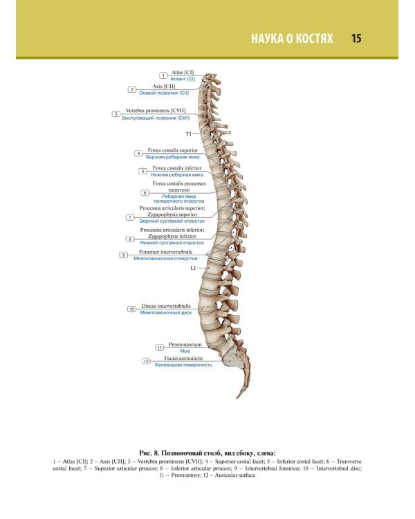 Анатомия человека. Атлас. В 3 т. Т. 1. Остеология, артросиндесмология, миология