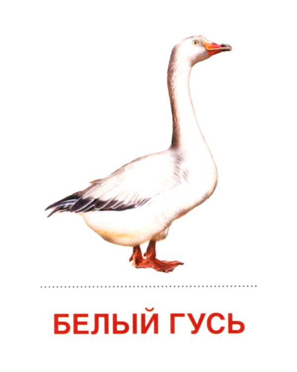 Комплект. Демонстрационные картинки "СУПЕР. Домашние и дикие животные" (количество томов: 6)