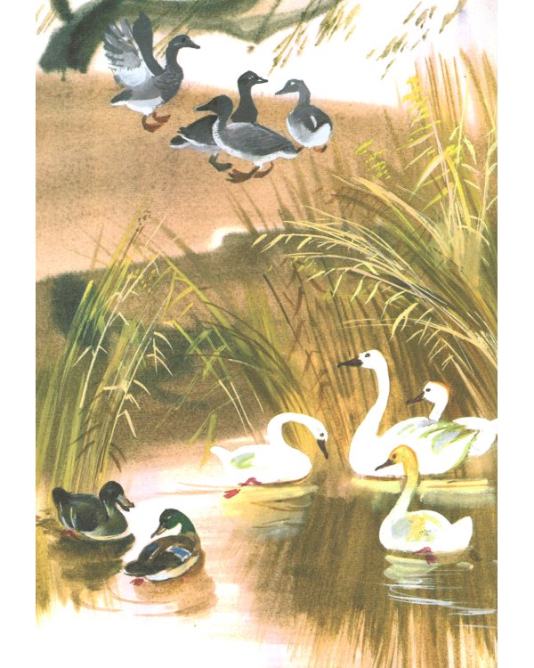 Серая шейка; Притча о Молочке, овсяной Кашке и сером котишке Мурке: сказки