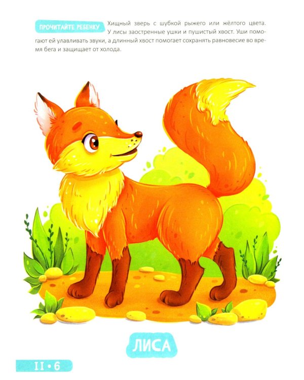 Развитие малыша. Животные  в лесу, зоопарке и джунглях. 1-2 года