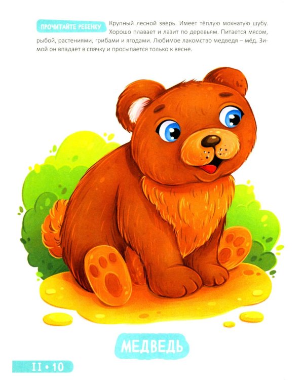 Развитие малыша. Животные  в лесу, зоопарке и джунглях. 1-2 года