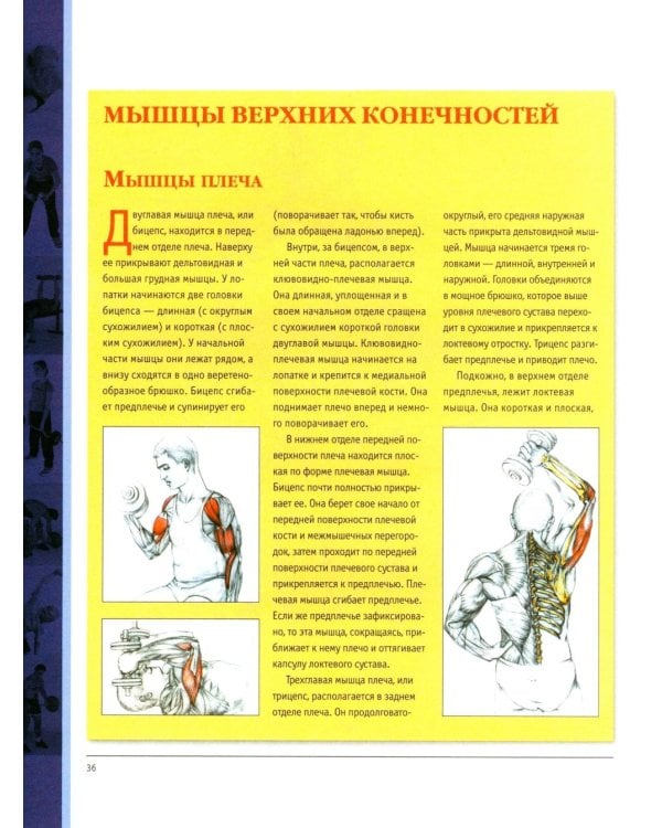 Анатомия силовых упражнений для мужчин и женщин