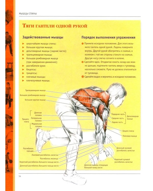 Анатомия силовых упражнений для мужчин и женщин