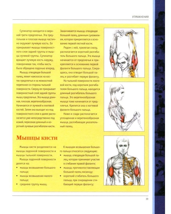 Анатомия силовых упражнений для мужчин и женщин