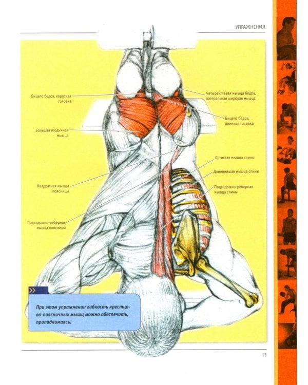 Анатомия силовых упражнений для мужчин и женщин