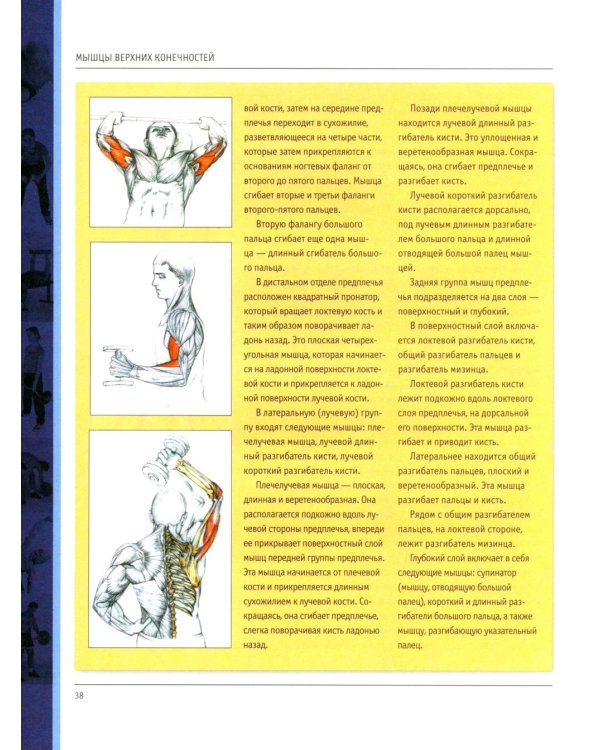 Анатомия силовых упражнений для мужчин и женщин