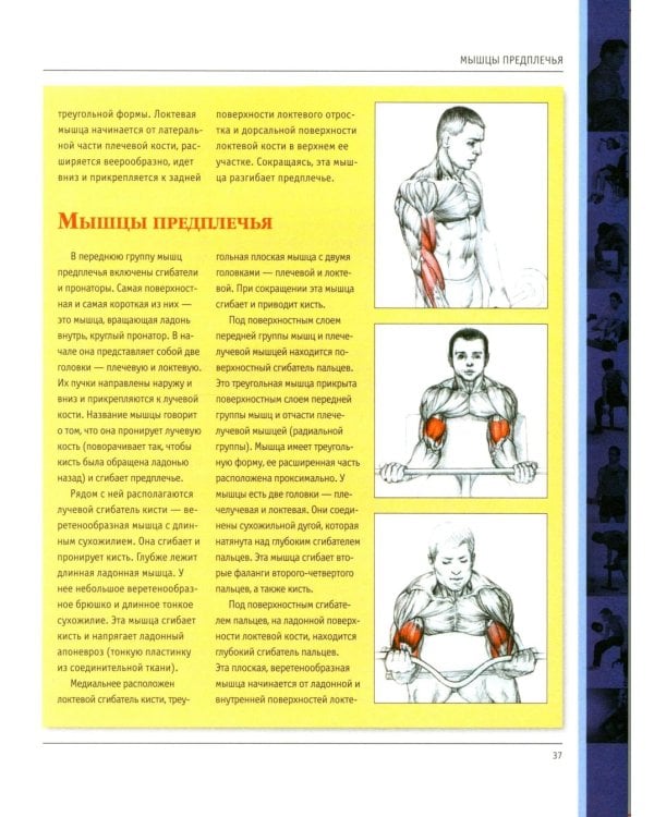 Анатомия силовых упражнений для мужчин и женщин